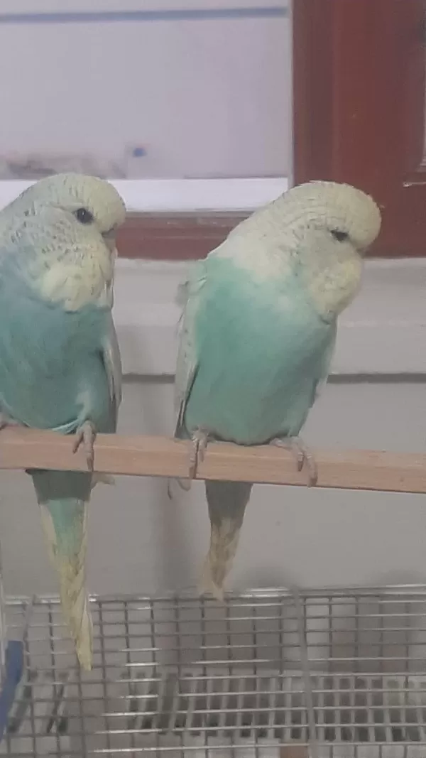 Muhabbet Kuşu Show Jumbo
