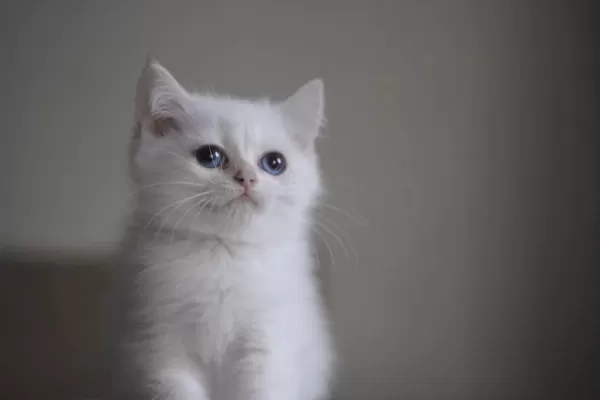 Çok Sevimli Bir Minnoş Kedimiz