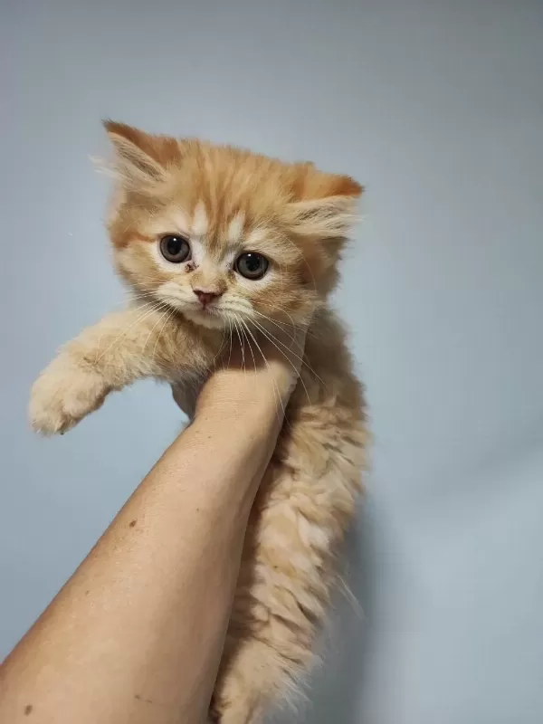 Sağlıklı Dişi İran Kedileri