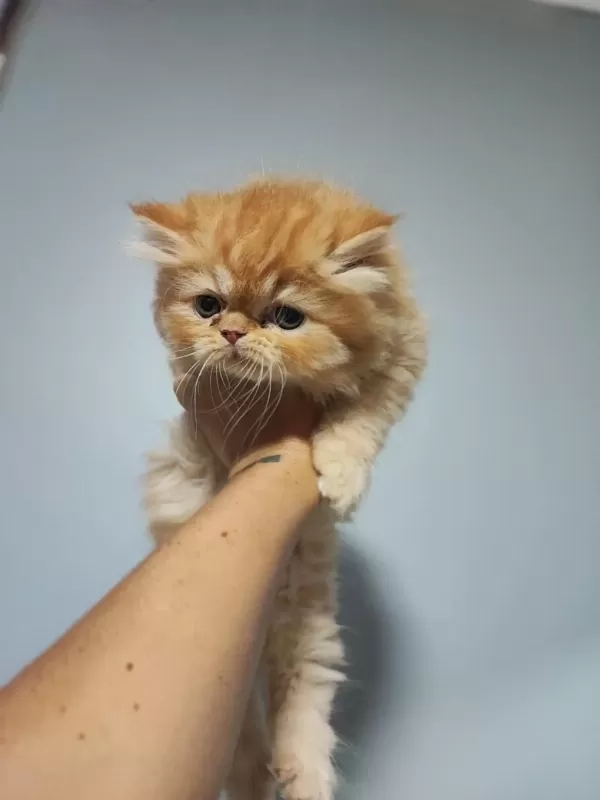 Sağlıklı Dişi İran Kedileri