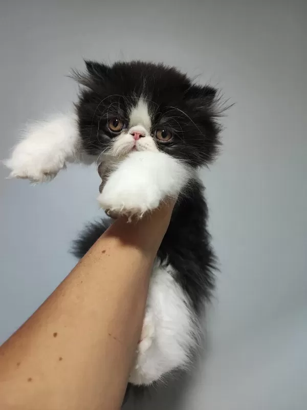 Sağlıklı Erkek İran Kedileri