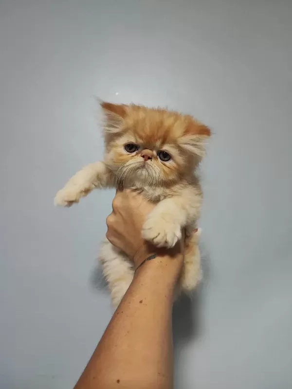 Sağlıklı Erkek İran Kedileri