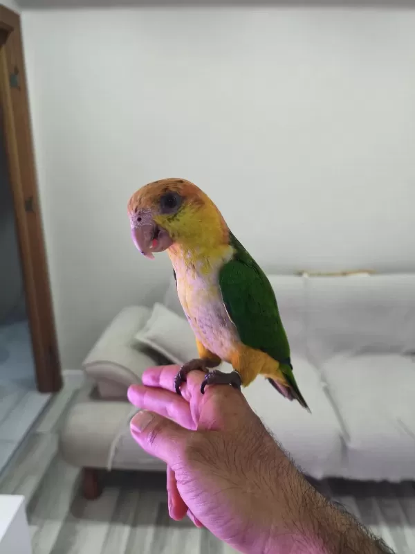 5 Aylık Bebek Kayık Papağanı Portakal Kafa