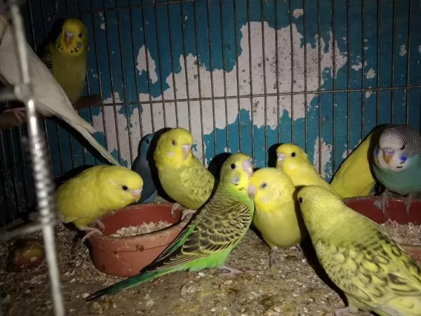 Muhabbet Kuşu Yavru Vardır