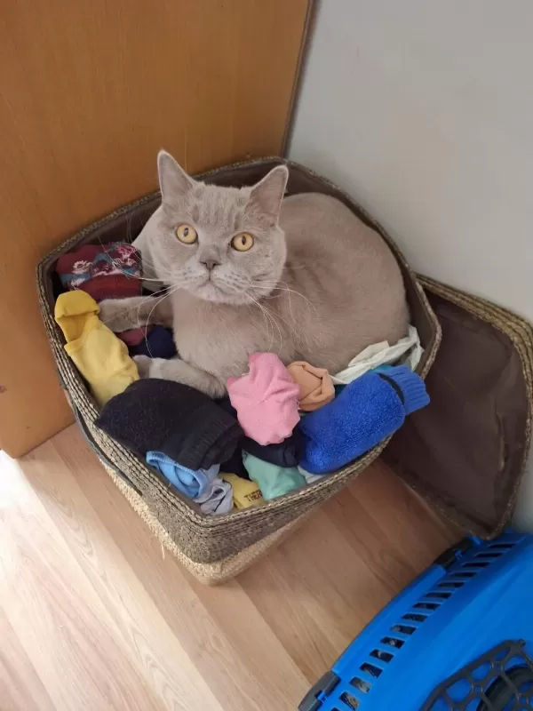 British Shorthair 5 Yaşında Erkek Ankara