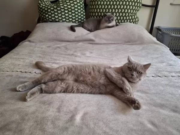 British Shorthair 5 Yaşında Erkek Ankara