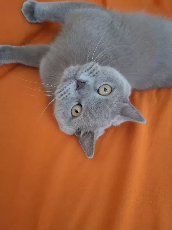 British Shorthair 5 Yaşında Erkek Ankara