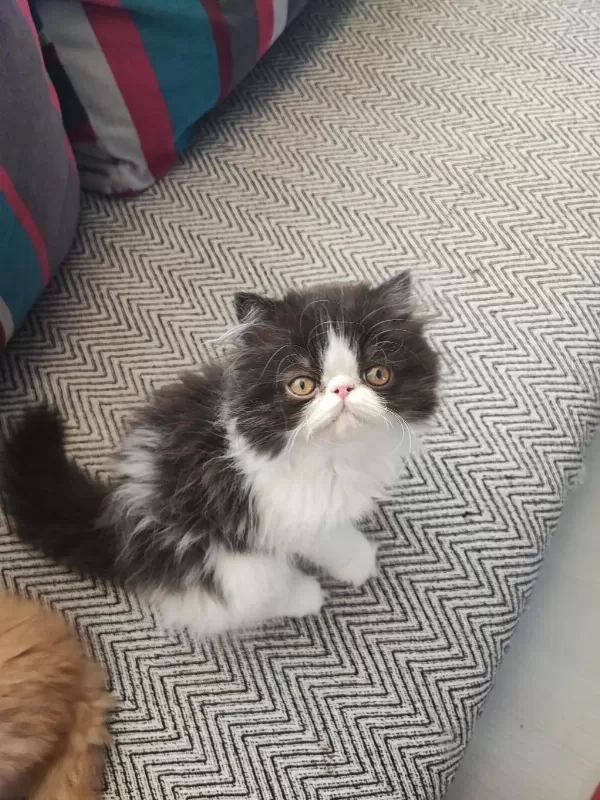 İran Kedisi Yavruları