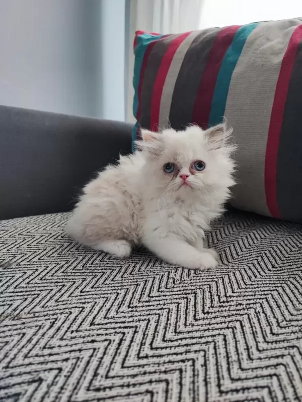 İran Kedisi Yavruları