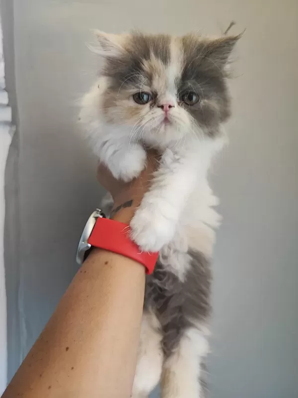 İran Kedisi Yavruları