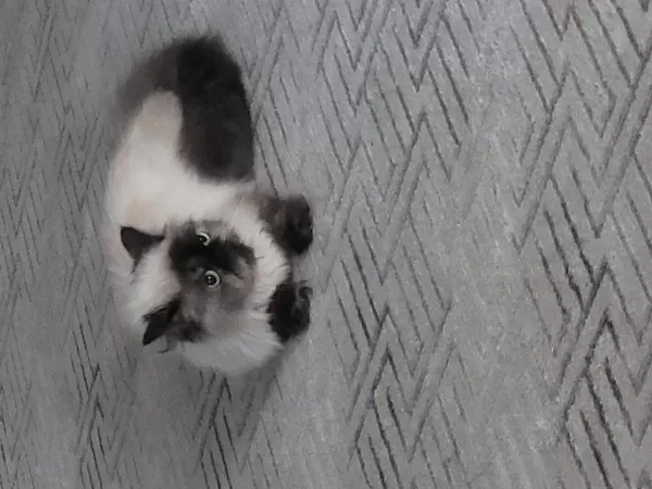 Ðişi İran Persian Kedimiz