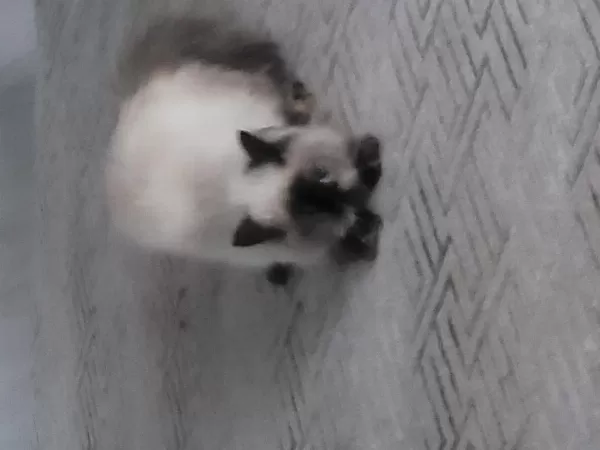 Ðişi İran Persian Kedimiz