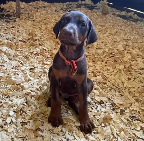Doberman Bebekler Sağlık Ve İrk Garantili Teslim