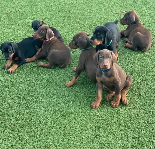 Doberman Bebekler Sağlık Ve İrk Garantili Teslim