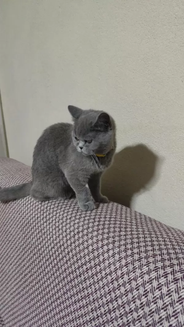 Safkan British Shorthair Kedisi