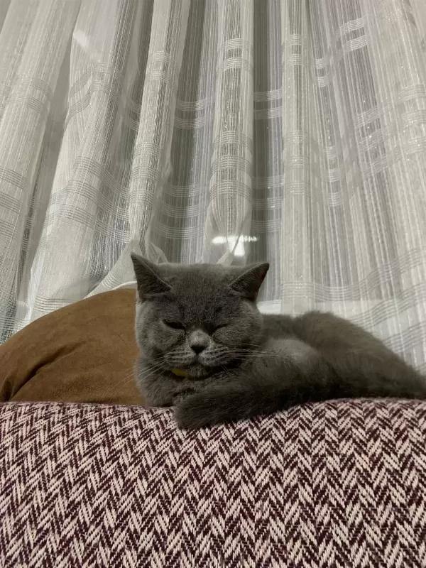 Safkan British Shorthair Kedisi