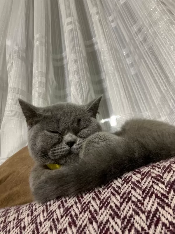 Safkan British Shorthair Kedisi