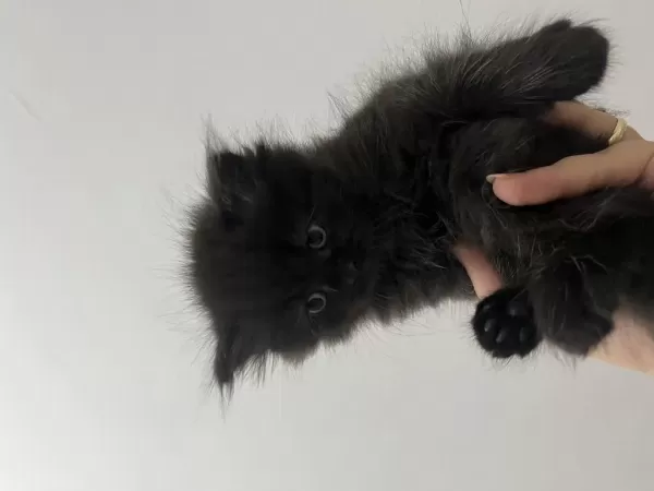 2 Aylık British Longhair Erkek