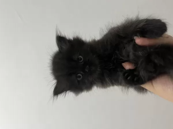 2 Aylık British Longhair Erkek