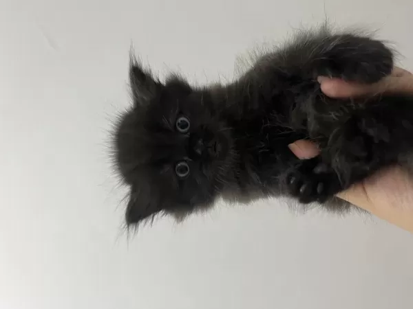 2 Aylık British Longhair Erkek