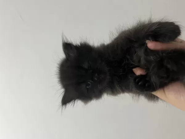 2 Aylık British Longhair Erkek