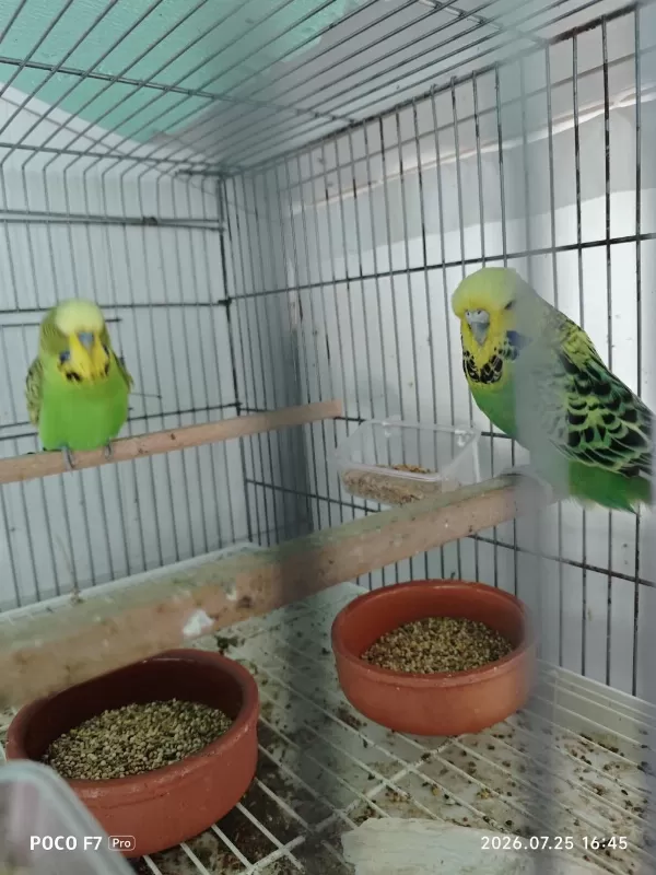 Sağlıklı Takım Muhabbet Kuşu