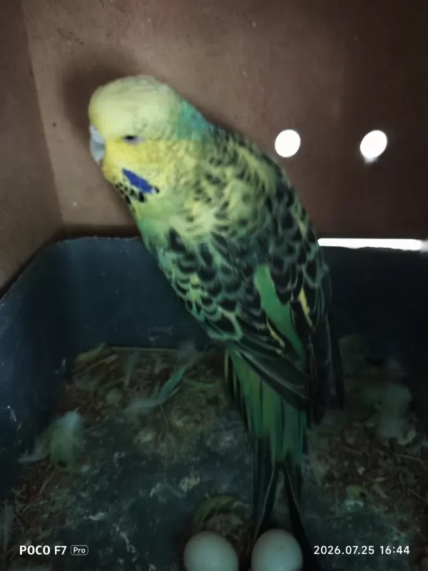 Sağlıklı Takım Muhabbet Kuşu