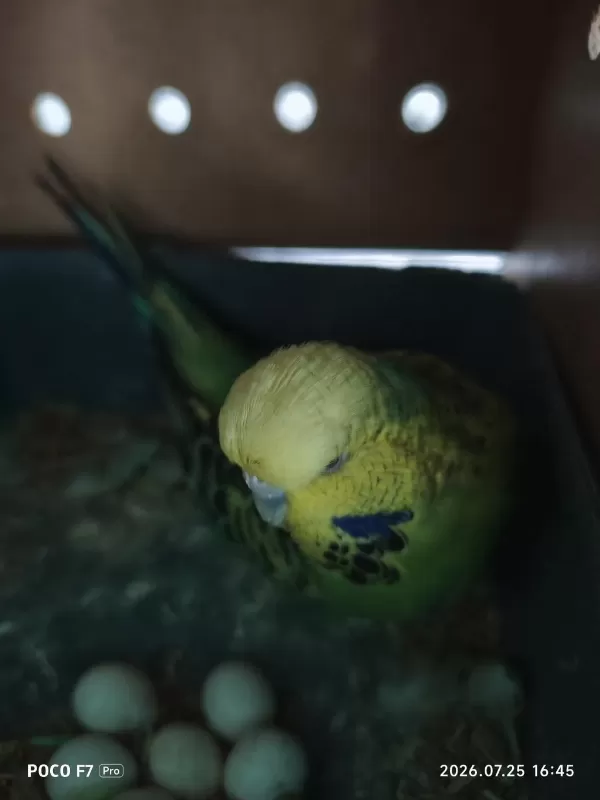 Sağlıklı Takım Muhabbet Kuşu