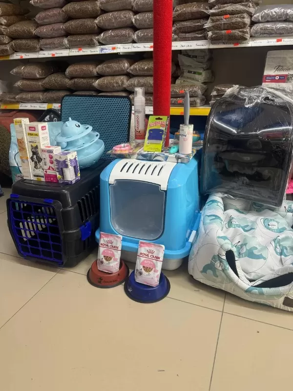 Siyam Kedisi Mavi Göz Orjinal Canli Gelip Bakabilirsiniz