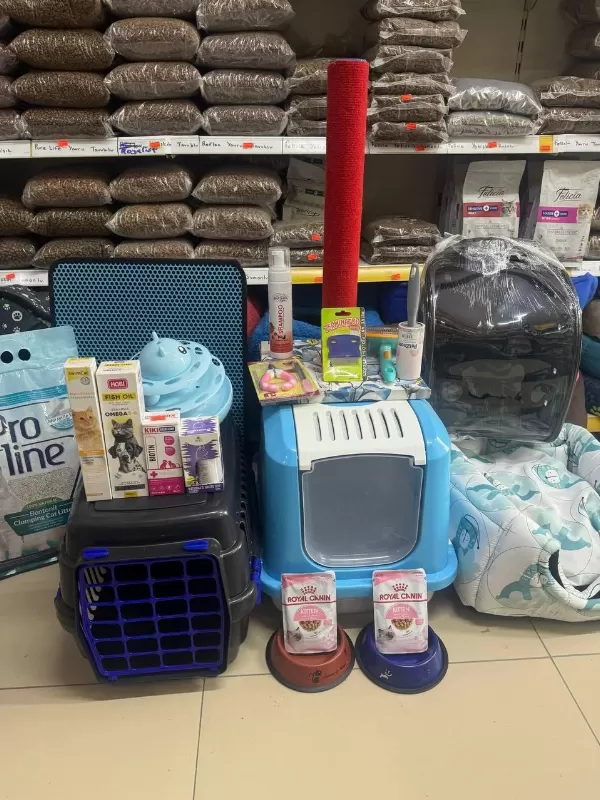 Siyam Mavi Göz Orjinal Canli Gelip Bakabilirsiniz