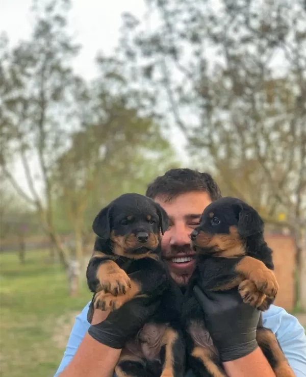 Çiftliğin Efsane Rottweiler Yavruları Kapıda Ödemeli