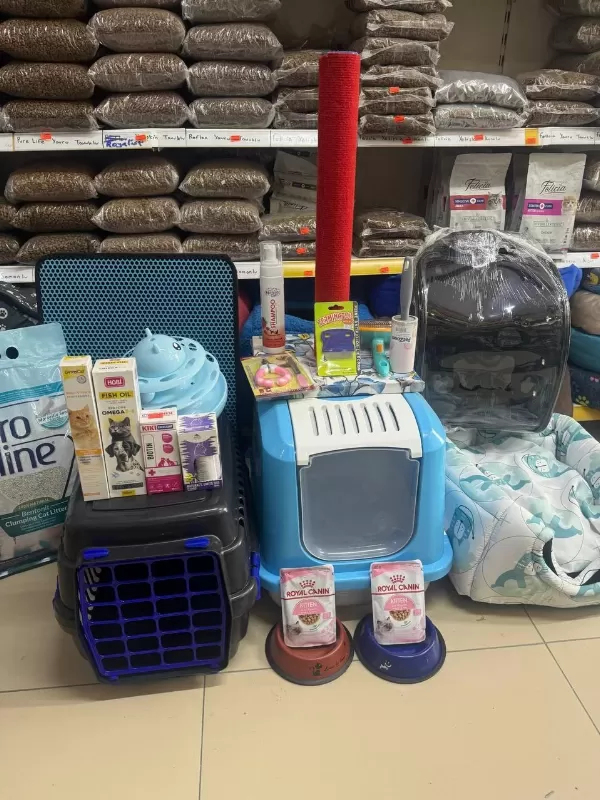 Siyam Mavi Göz Orjinal Canli Gelip Bakabilirsiniz