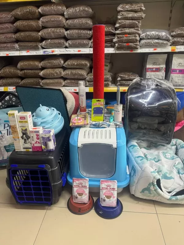 Sütten Kesilmiş Siyam Mavi Göz
