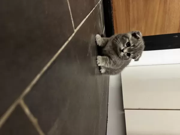 Harika Tatlı Kediler Hazır