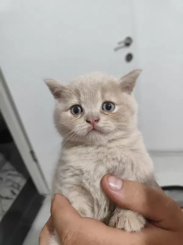 Harika Tatlı Kediler Hazır