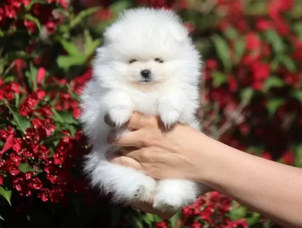 Pomeranian Boo Yavruları
