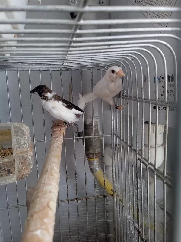 Son Bir Çift Damizlik Bengal İspinozumu Veriyorum