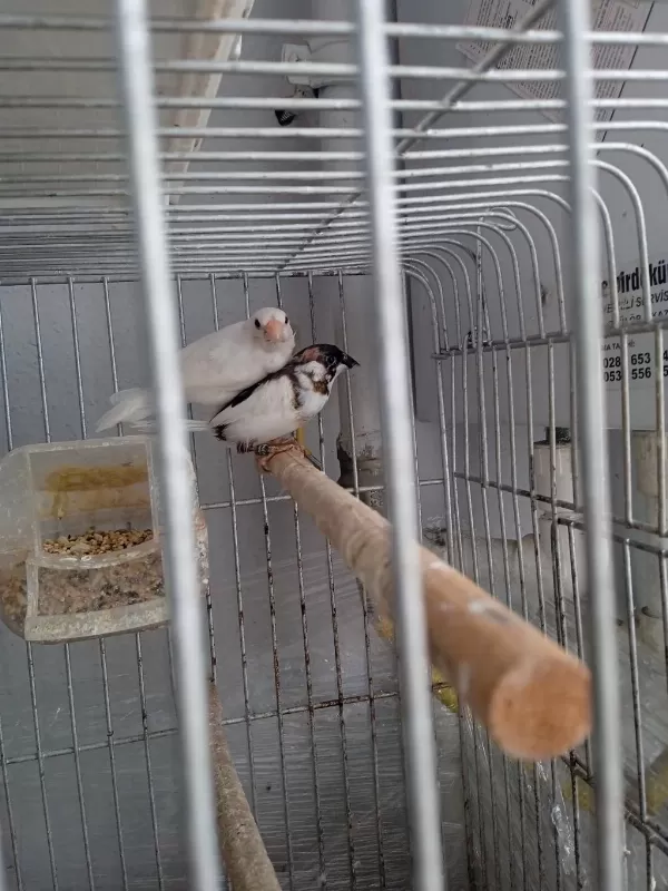 Son Bir Çift Damizlik Bengal İspinozumu Veriyorum