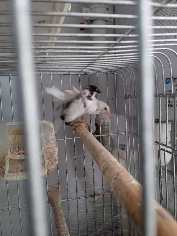 Son Bir Çift Damizlik Bengal İspinozumu Veriyorum