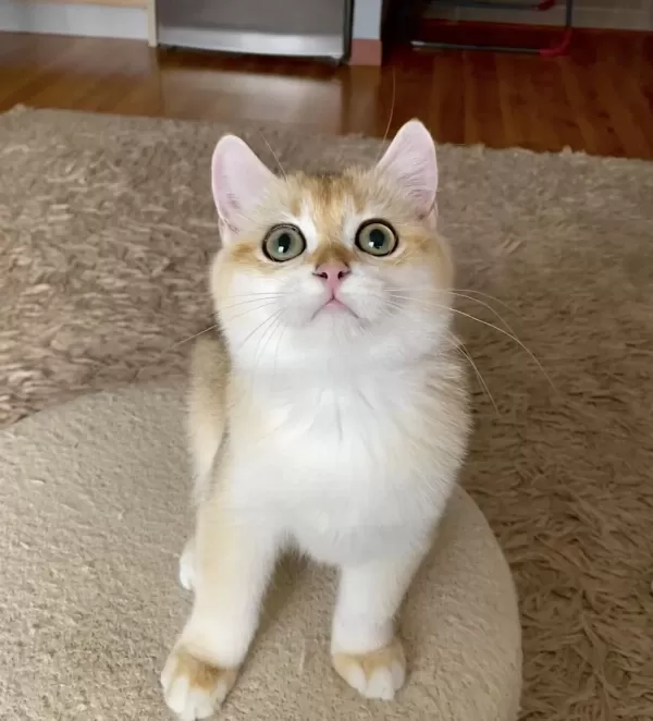 Şecereli British Shorthair Golden Erkek Yavru