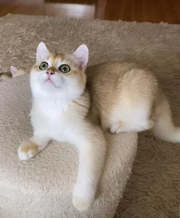 Şecereli British Shorthair Golden Erkek Yavru