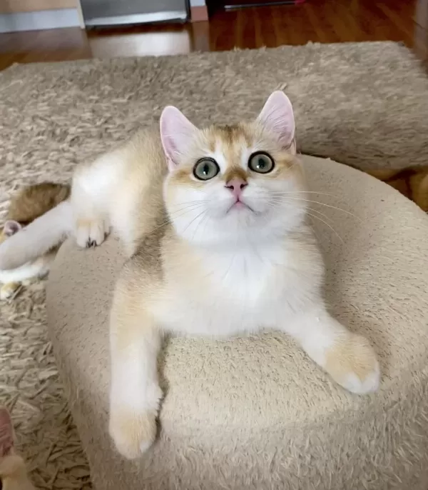 Şecereli British Shorthair Golden Erkek Yavru
