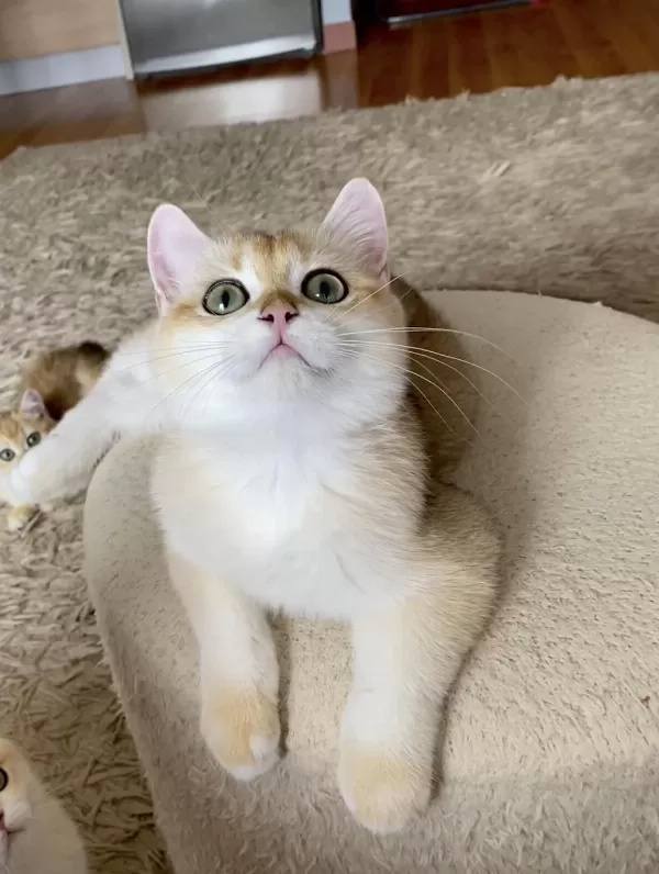 Şecereli British Shorthair Golden Erkek Yavru