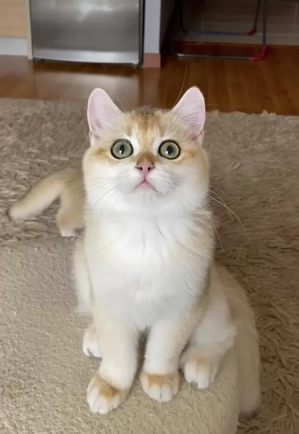 Şecereli British Shorthair Golden Erkek Yavru