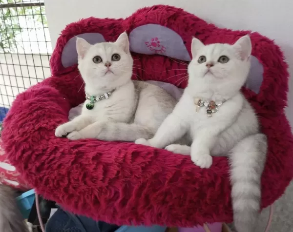 2 Ve 3,5 Aylık Safkan Silver Shaded Catteryden Kediler