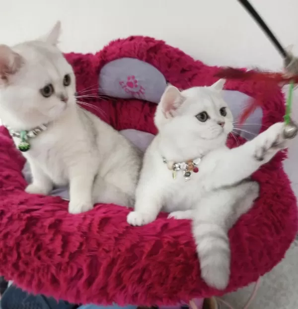 2 Ve 3,5 Aylık Safkan Silver Shaded Catteryden Kediler
