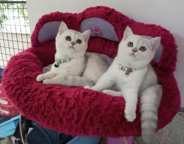 2 Ve 3,5 Aylık Safkan Silver Shaded Catteryden Kediler