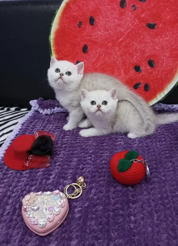 2 Ve 3,5 Aylık Safkan Silver Shaded Catteryden Kediler