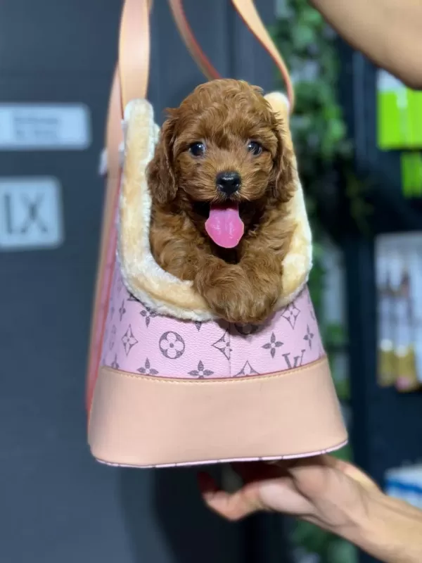 Maltipoo Yavrularımız
