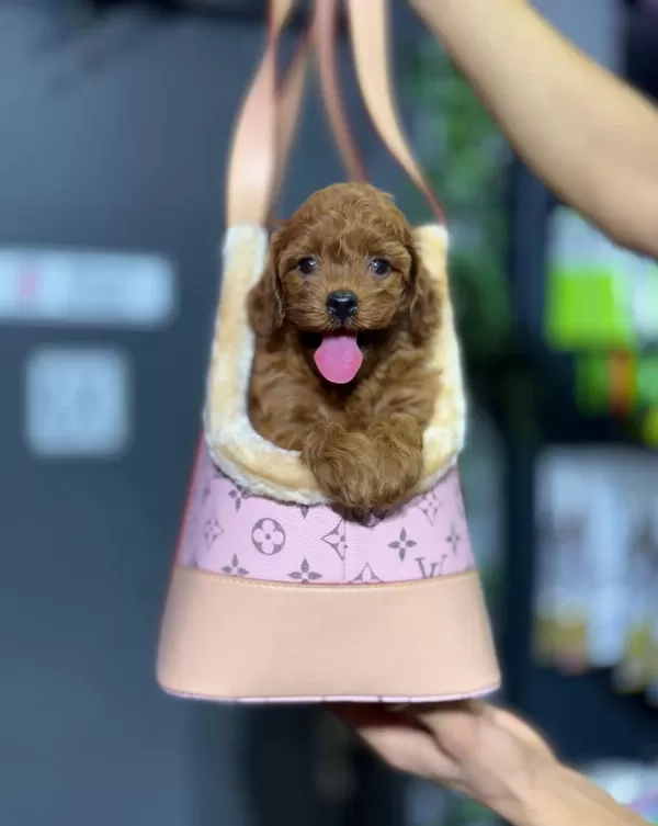 Maltipoo Yavrularımız